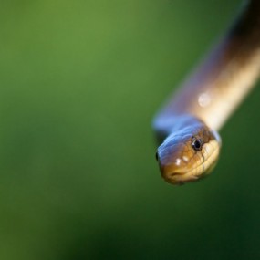 Bogdan Boev 生态摄影