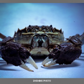 大闸蟹您还敢吃么？