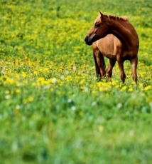 初夏坝上速拍骏马图