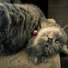 猫猫睡觉的样子-航海王基德