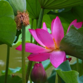 丰庆园荷花---卡片机作品