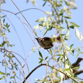 黄昏，操场上的一群小“埋汰孩”。