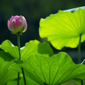 周末沣庆公园拍荷