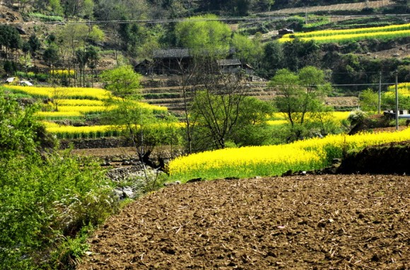 汉中油菜花