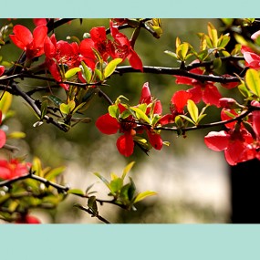 【 习 拍 】玉   棠  春