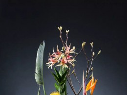 圣诞前的最后一波装饰，猜猜孤挺花可以怎么用？