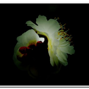 白梅花开（一）