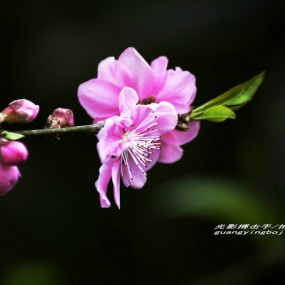 ~清明时节别样红~