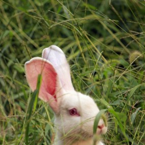 我拍的兔子为什么需要矫正白平衡呢？