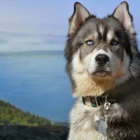 一只比金毛还暖心的二哈，拯救了一个被家暴的姑娘