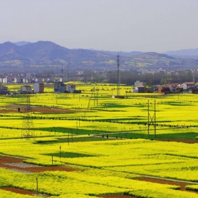 汉中最美油菜花   满城尽带黄金甲