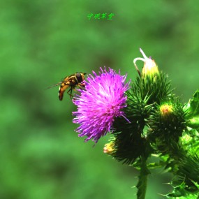 补秦岭小峪口的山花