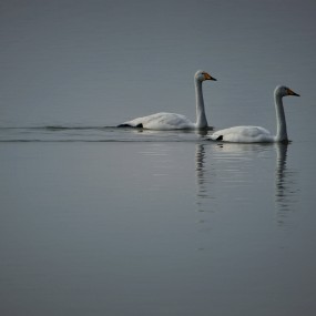 平陆三湾白天鹅