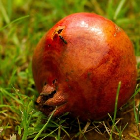 中午出太阳了木有事在院子拍下小昆虫