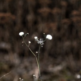 1214中午，中等色温下拍的几张片子