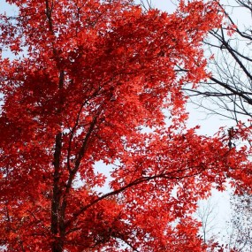 蛟河红叶谷游记