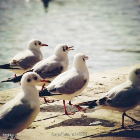 鸥。鸥。鸥。