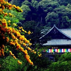 日本长谷寺