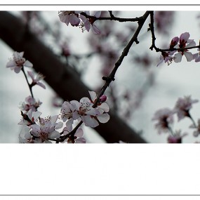 【习 拍 】 春 —— 桃  梅