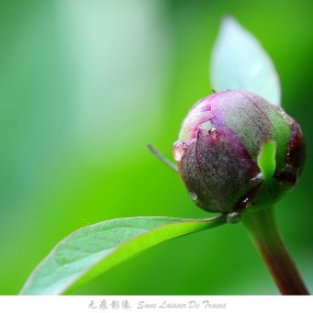 含苞待放的芍药