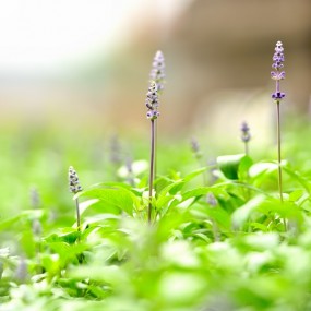 花坛里面的植物