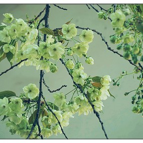 【 习 拍 】春 —— 樱 姿 勃 发