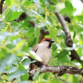 一只麻雀，一只蜂