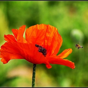 夏天的记忆--虫虫们