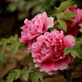 大明宫的牡丹园(二）交作业