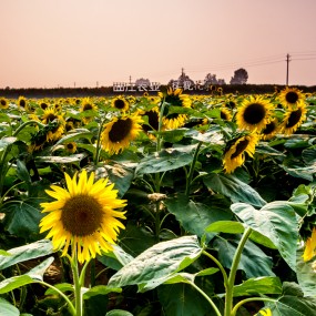 花季楼观------千亩金葵
