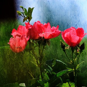 一样的花儿不一样的感觉