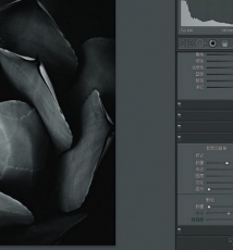 像拍肖像一样拍摄花卉