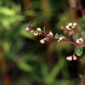 也发几张正盛开的花