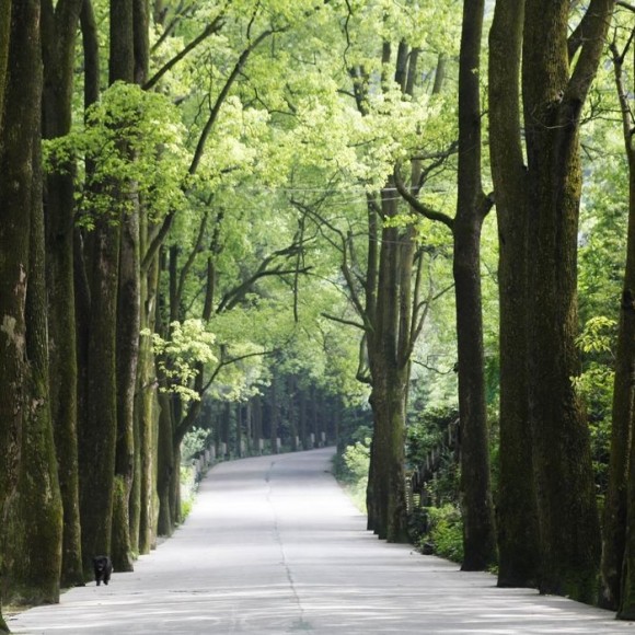 绿树下的大马路