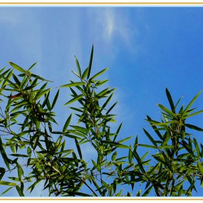 大慈恩寺内的竹子