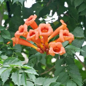 远拍凌霄一枝花