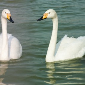 雨宁君老师的天鹅