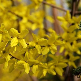 小区拍摄的春色---多点评指导