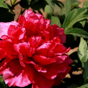 百花争艳《一》牡丹