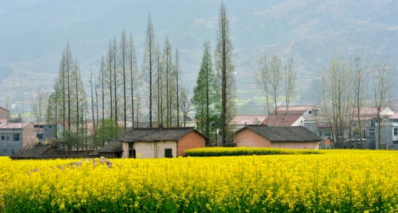 汉阴油菜3月开