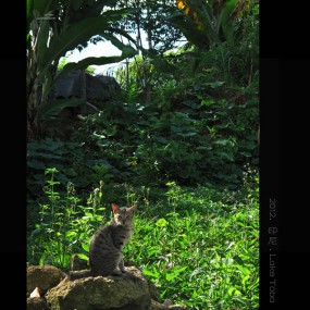 BATAK人的生活（一）