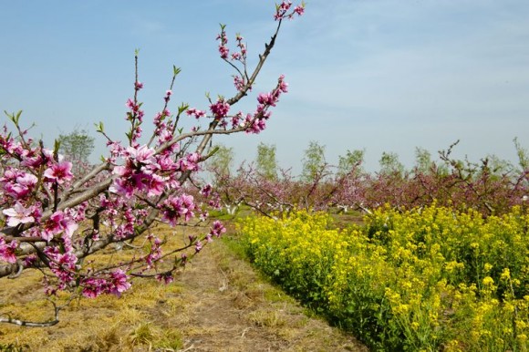 关中春色不逊江南
