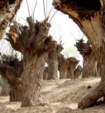 大怪——再拍怪树林