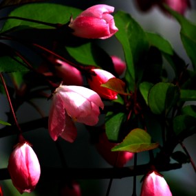 待放的垂丝海棠