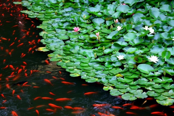 荷儿含笑鱼儿欢