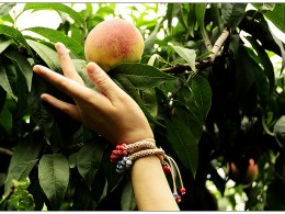 纤纤玉手触甜桃