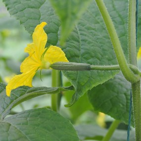 沣东农博园小景（2）