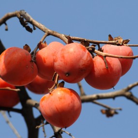 火红的柿子湛蓝的天