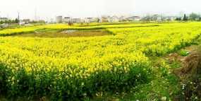油菜花开