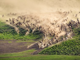 万马奔腾迎新春